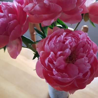Peony Bundle