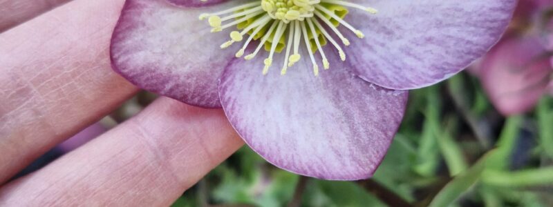 Winter Gardening In July: Finding Beauty In A Christchurch Garden